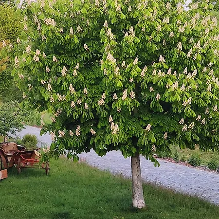 Feriehus Spektakulaeres Tiny House Im Teich Mit Terrasse Und Kamin Großharthau
